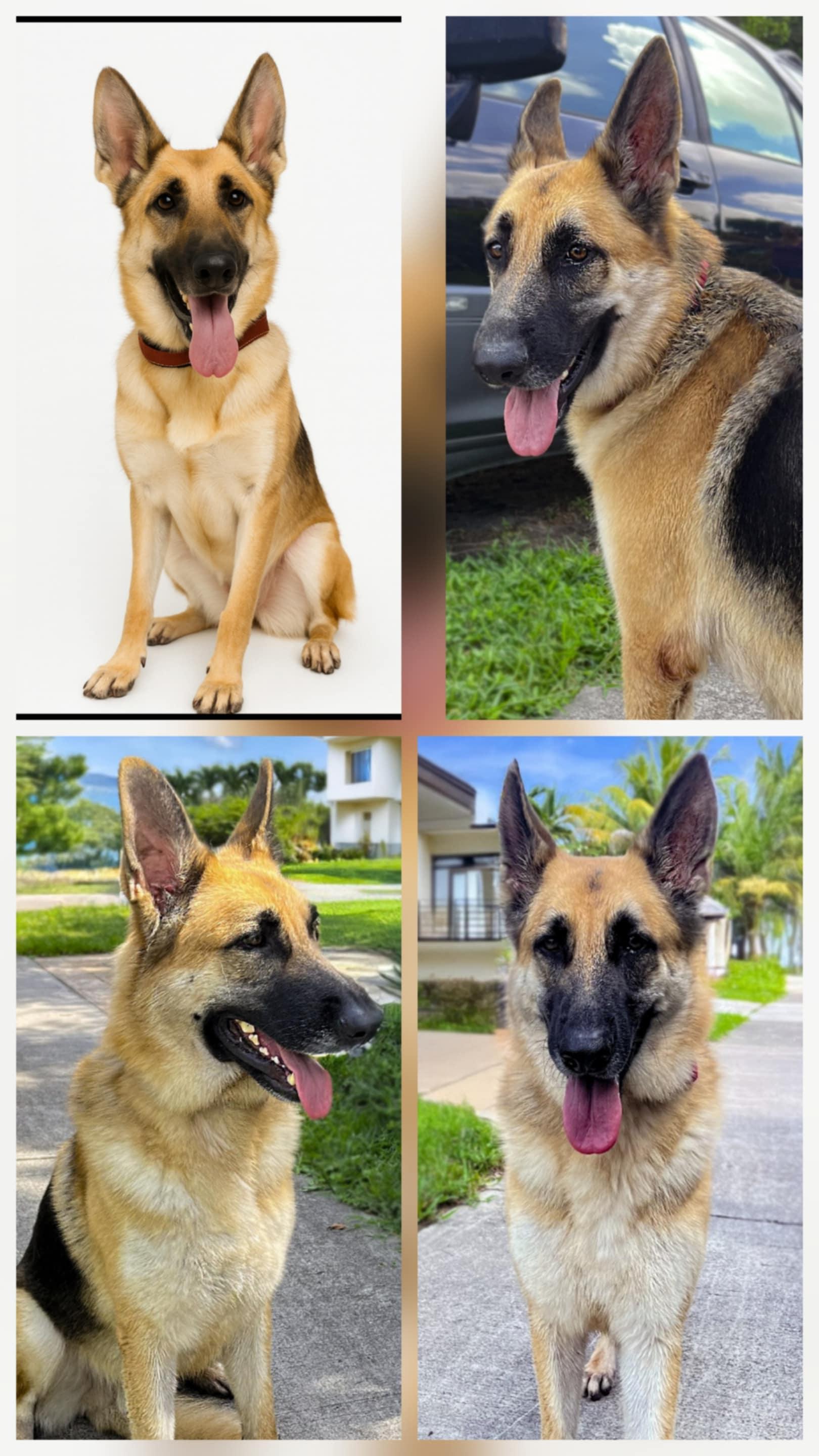 Enlarge Whiskey, a Adoptable German Shepherd Dog in Miami, FL image 1/1