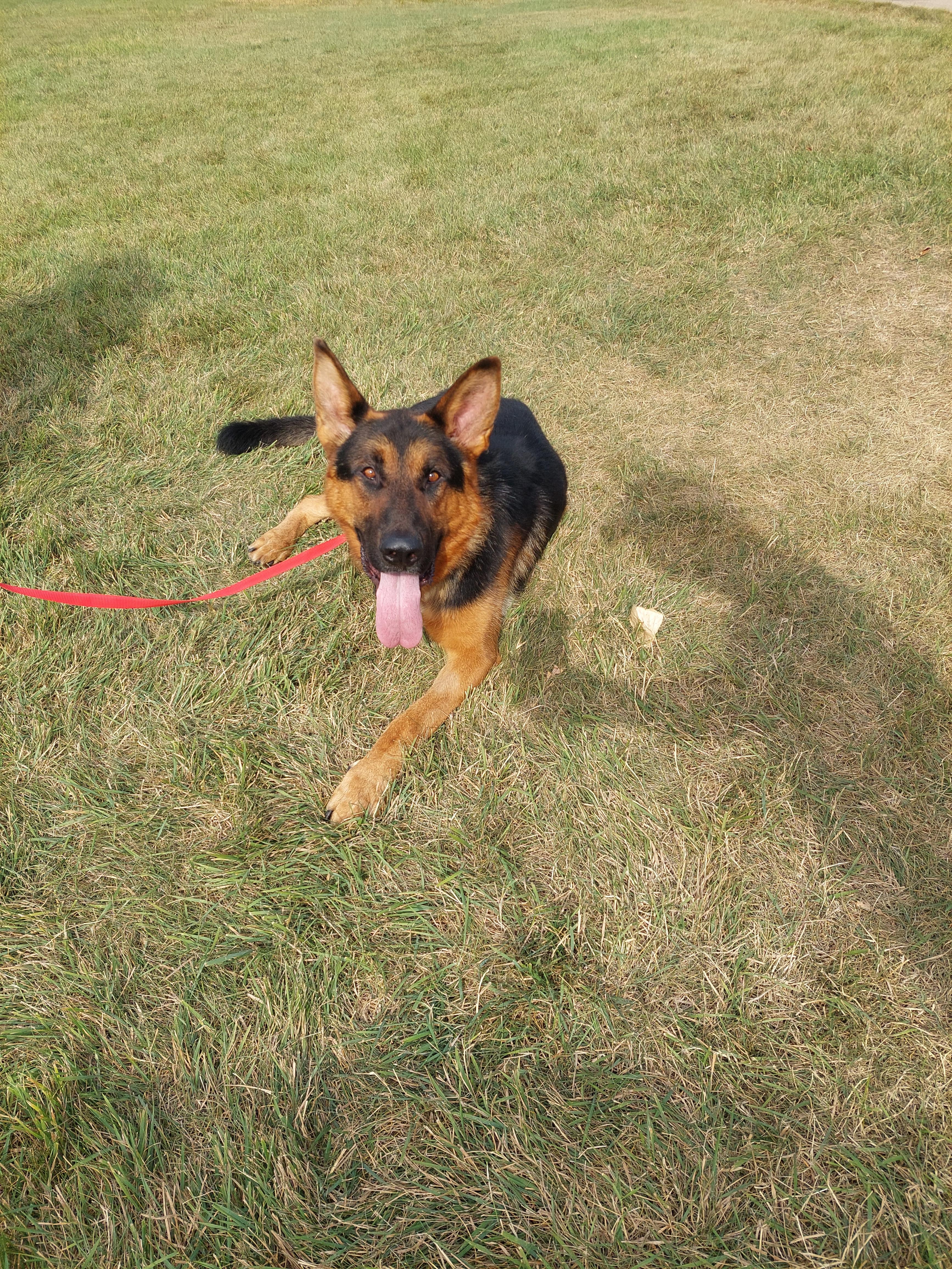 Polly (Tripod), an adoptable German Shepherd Dog in Edmonton, AB, T5Y 3N6 | Photo Image 5