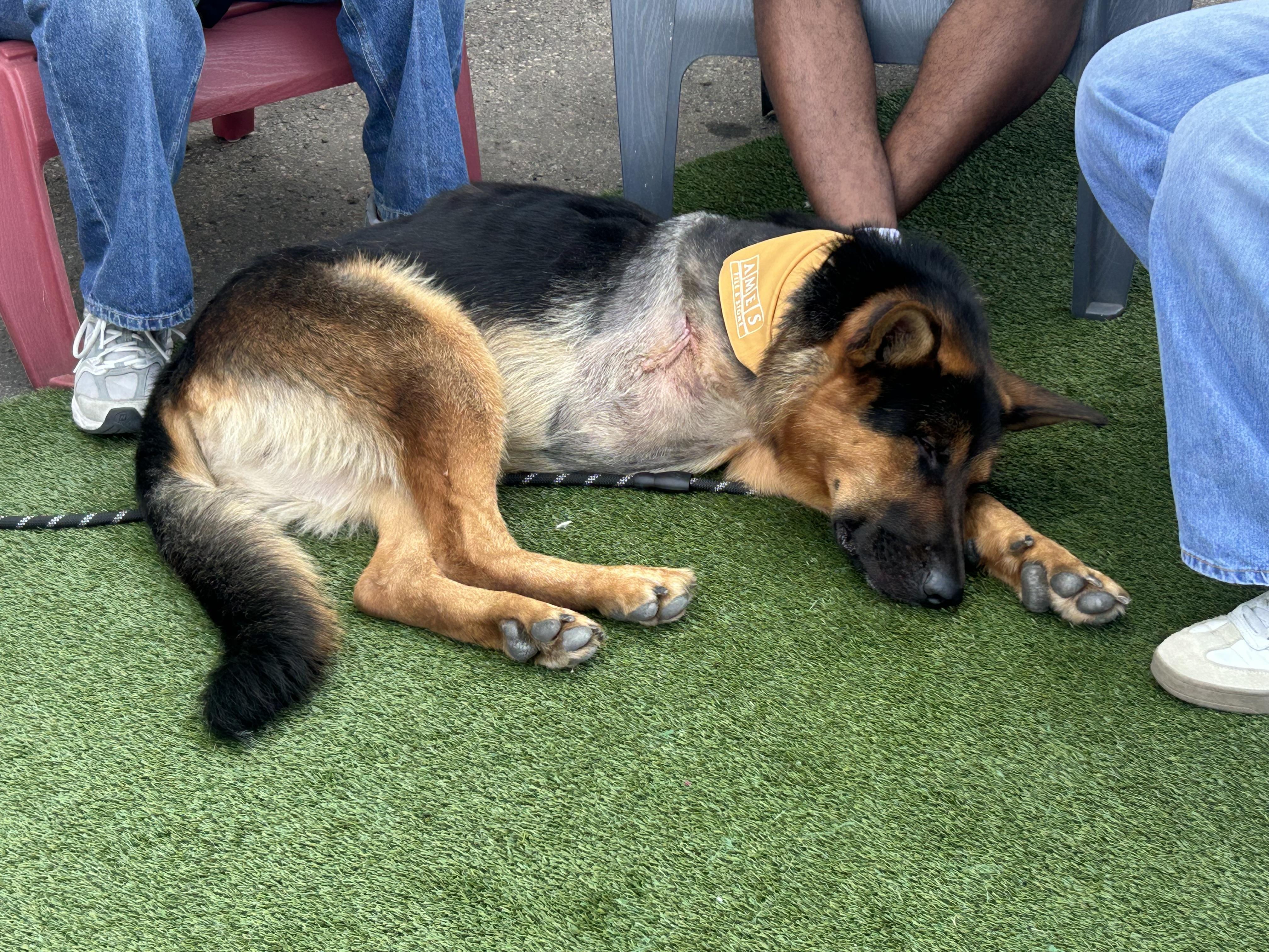 Polly (Tripod), an adoptable German Shepherd Dog in Edmonton, AB, T5Y 3N6 | Photo Image 3