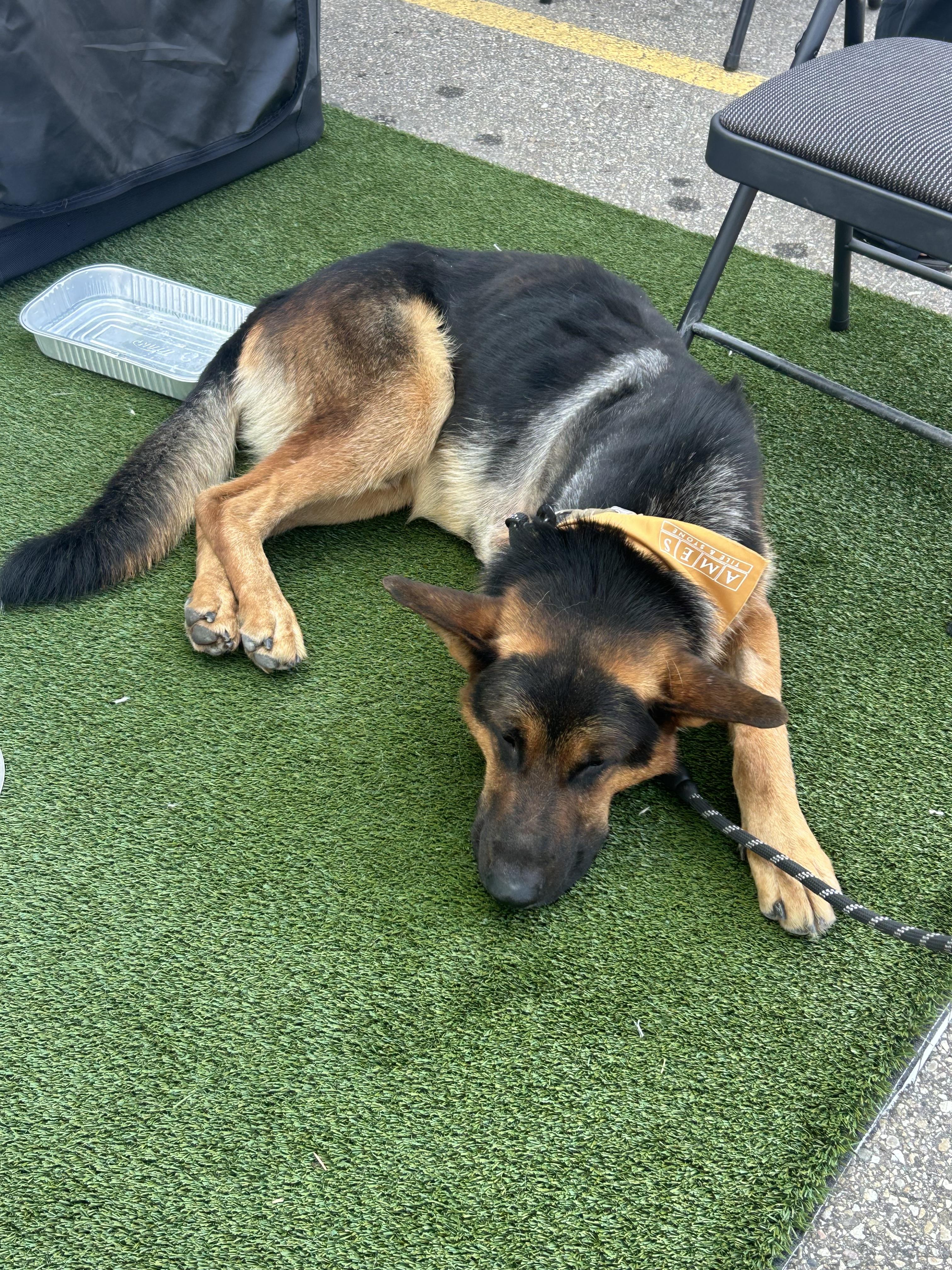 Polly (Tripod), an adoptable German Shepherd Dog in Edmonton, AB, T5Y 3N6 | Photo Image 5