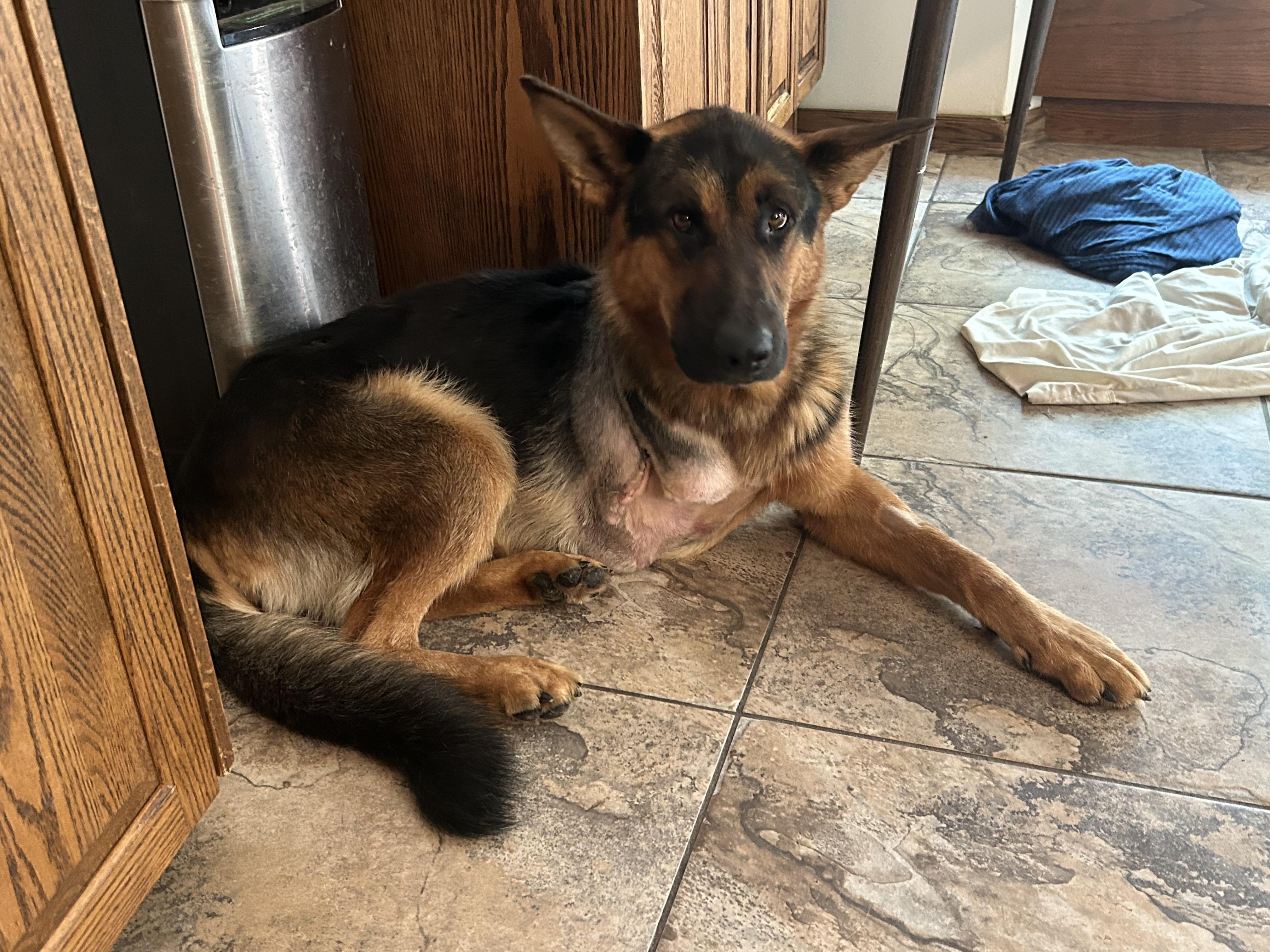 Polly (Tripod), an adoptable German Shepherd Dog in Edmonton, AB, T5Y 3N6 | Photo Image 2