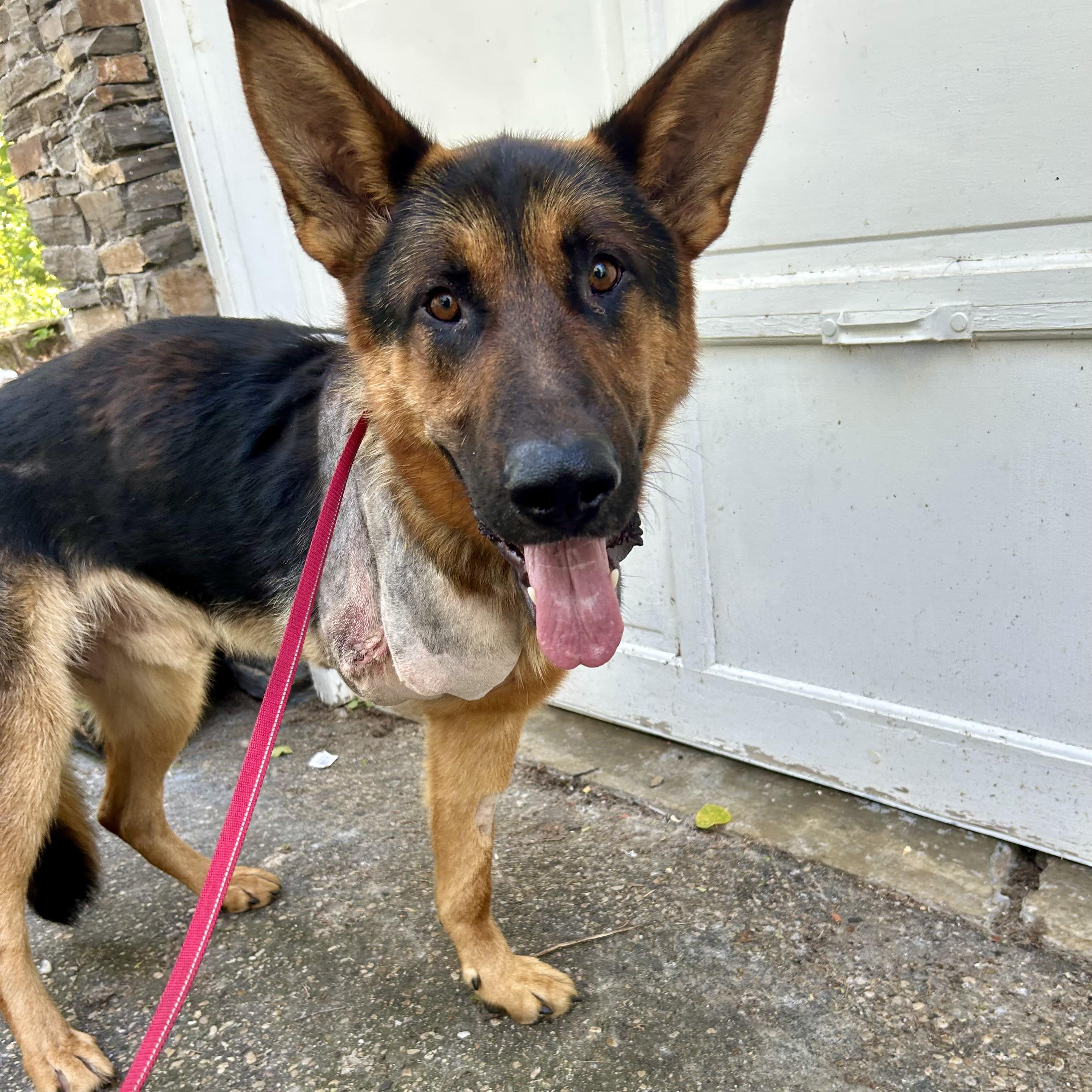 Polly (Tripod), an adoptable German Shepherd Dog in Edmonton, AB, T5Y 3N6 | Photo Image 1