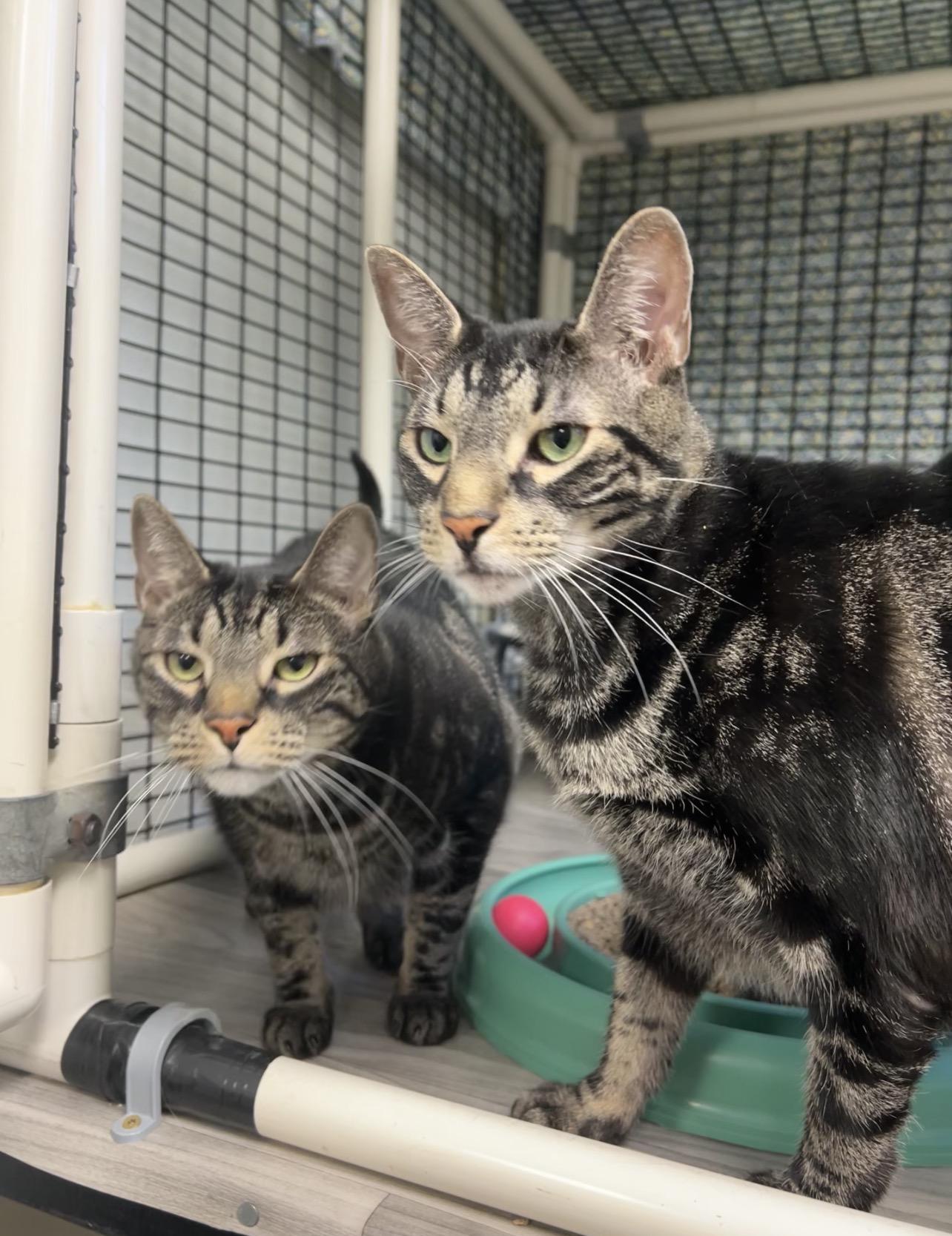 Macaroon and Mallomar, a ADOPTABLE mixed breed in Montville, NJ image 4/4