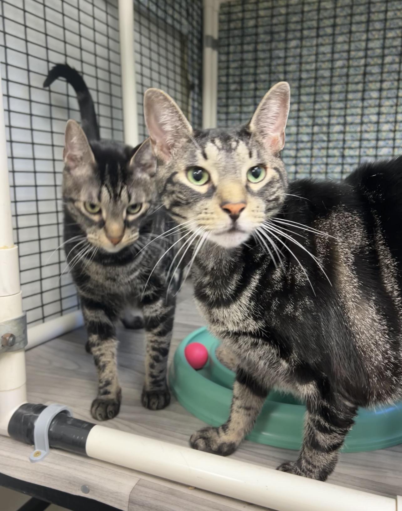 Macaroon and Mallomar, a ADOPTABLE mixed breed in Montville, NJ image 2/4