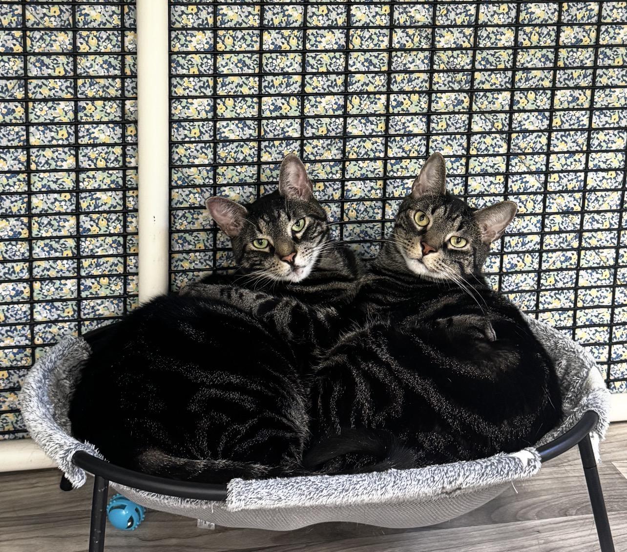 Macaroon and Mallomar, ADOPTABLE, Adult Male Domestic Short Hair & Tabby.
