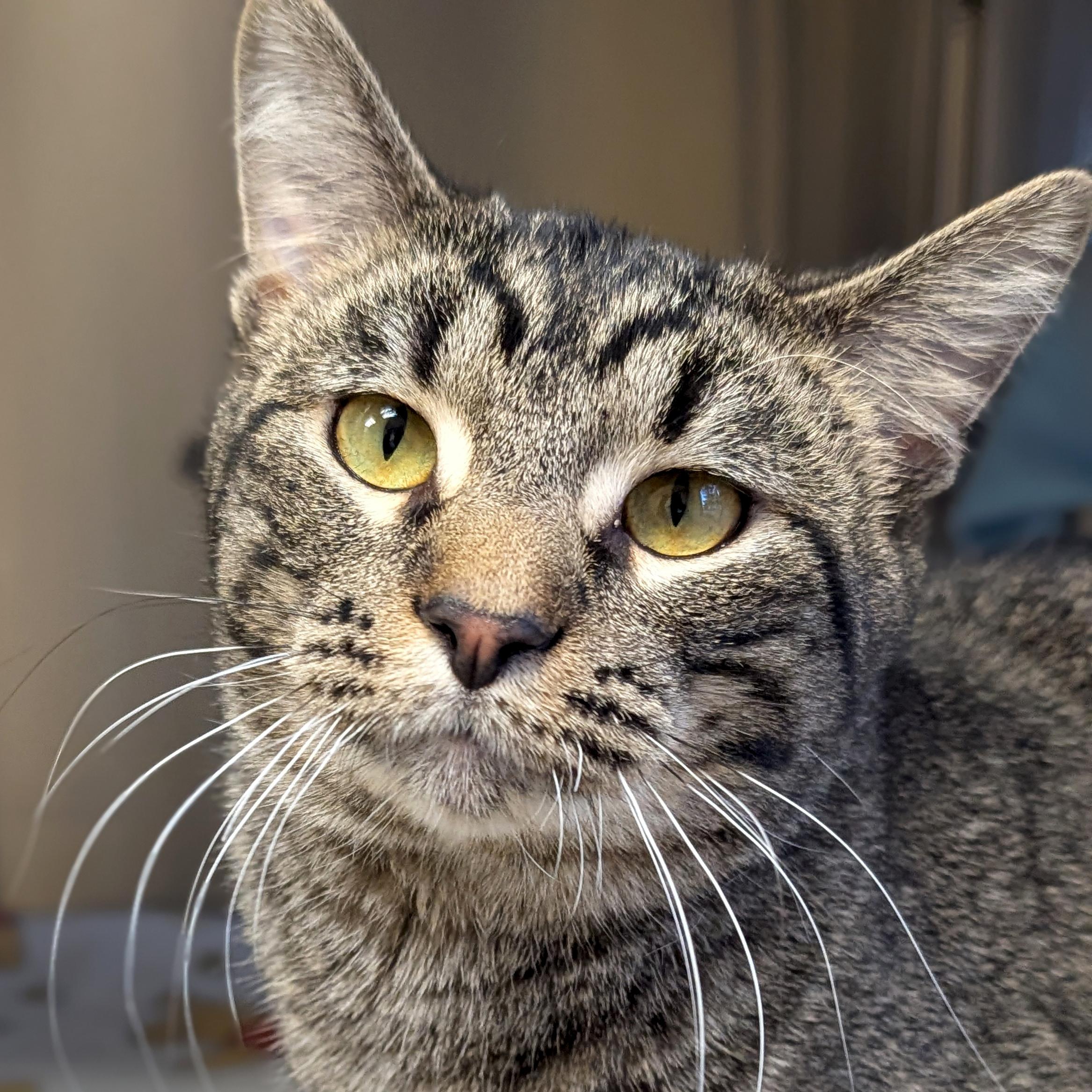 Enlarge Lucas, a ADOPTABLE Domestic Short Hair in Jefferson, WI image 1/1