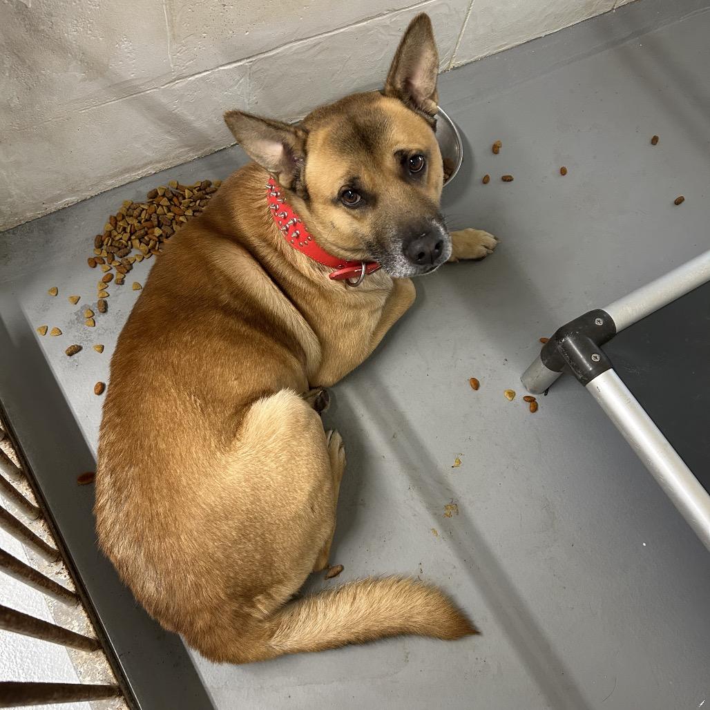 Seth, a Adoptable mixed breed in Morganton, NC image 2/5