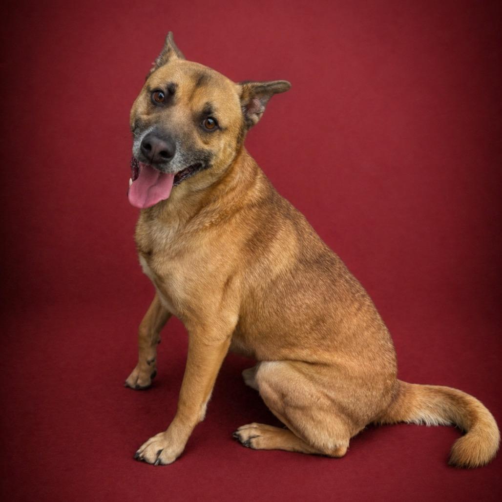Seth, a Adoptable mixed breed in Morganton, NC image 3/5