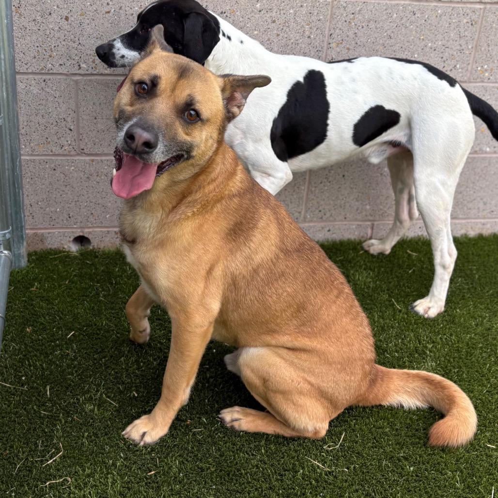 Seth, a Adoptable mixed breed in Morganton, NC image 4/5