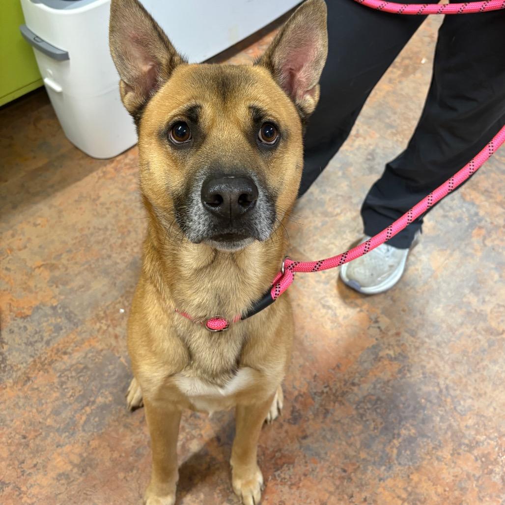 Seth, a Adoptable mixed breed in Morganton, NC image 5/5
