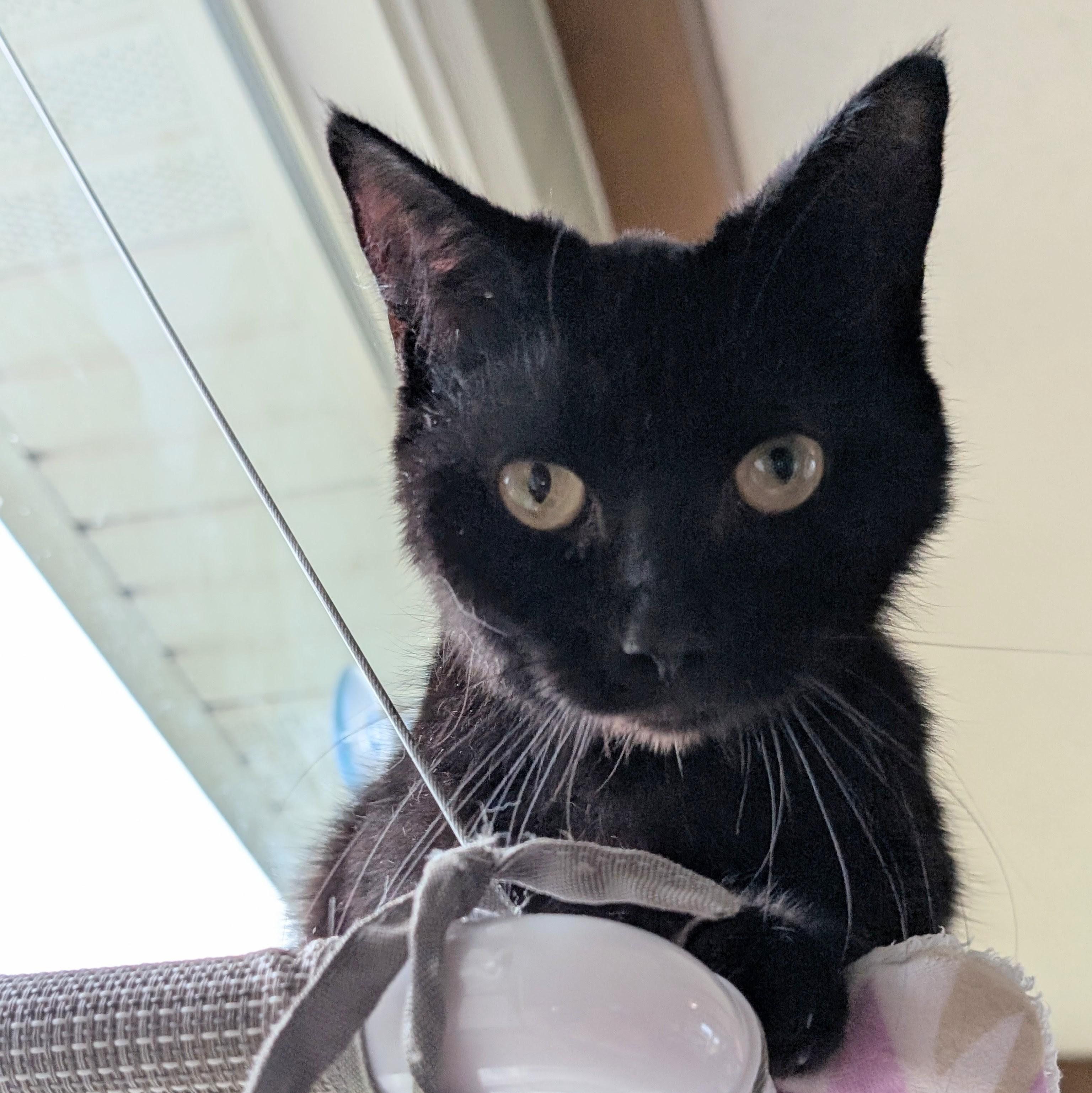 Spirit, ADOPTABLE, Young Female Domestic Short Hair.