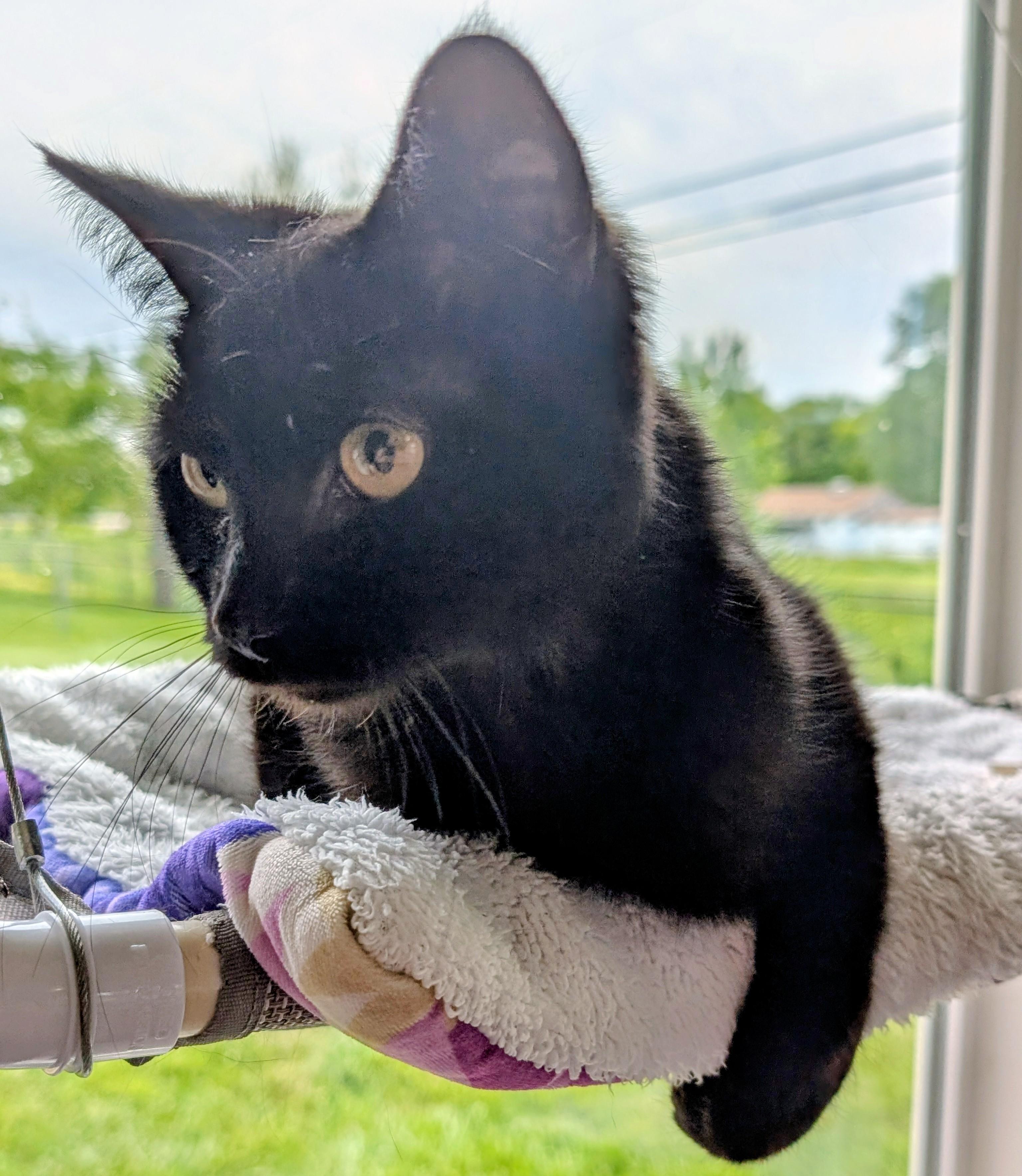 Spirit, a ADOPTABLE Domestic Short Hair in Quincy, OH image 6/6
