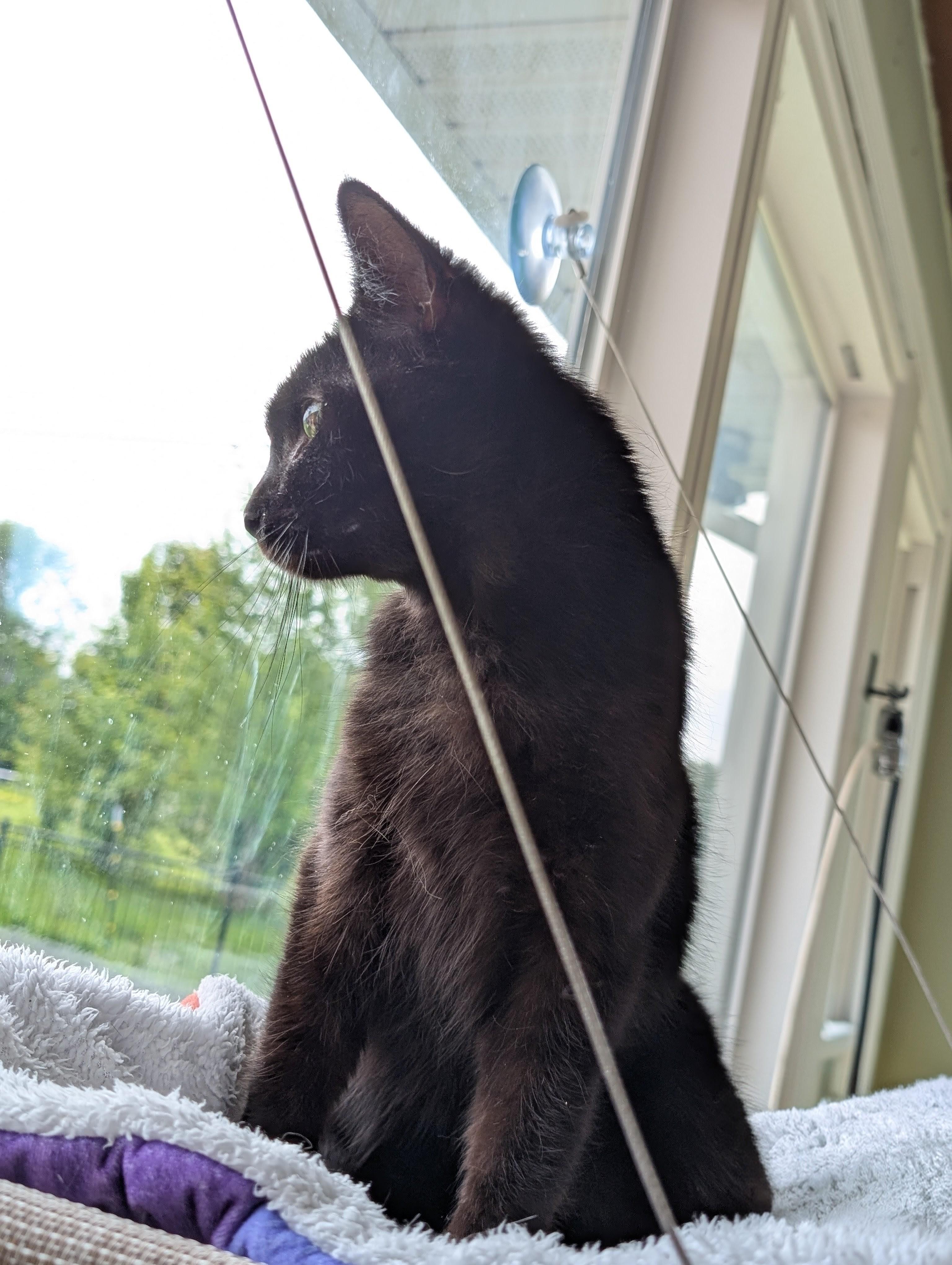 Spirit, a ADOPTABLE Domestic Short Hair in Quincy, OH image 3/6