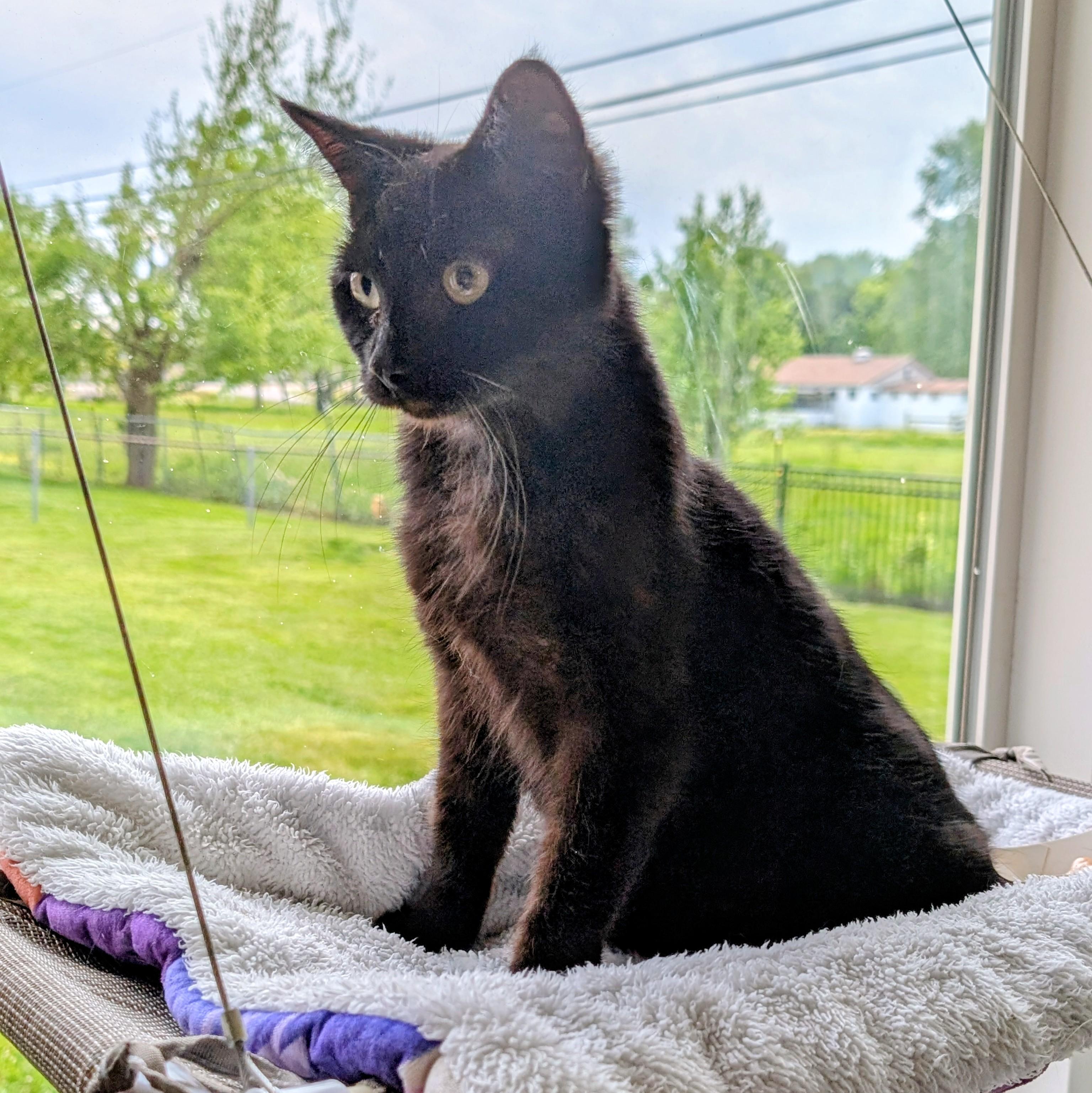 Spirit, a ADOPTABLE Domestic Short Hair in Quincy, OH image 4/6