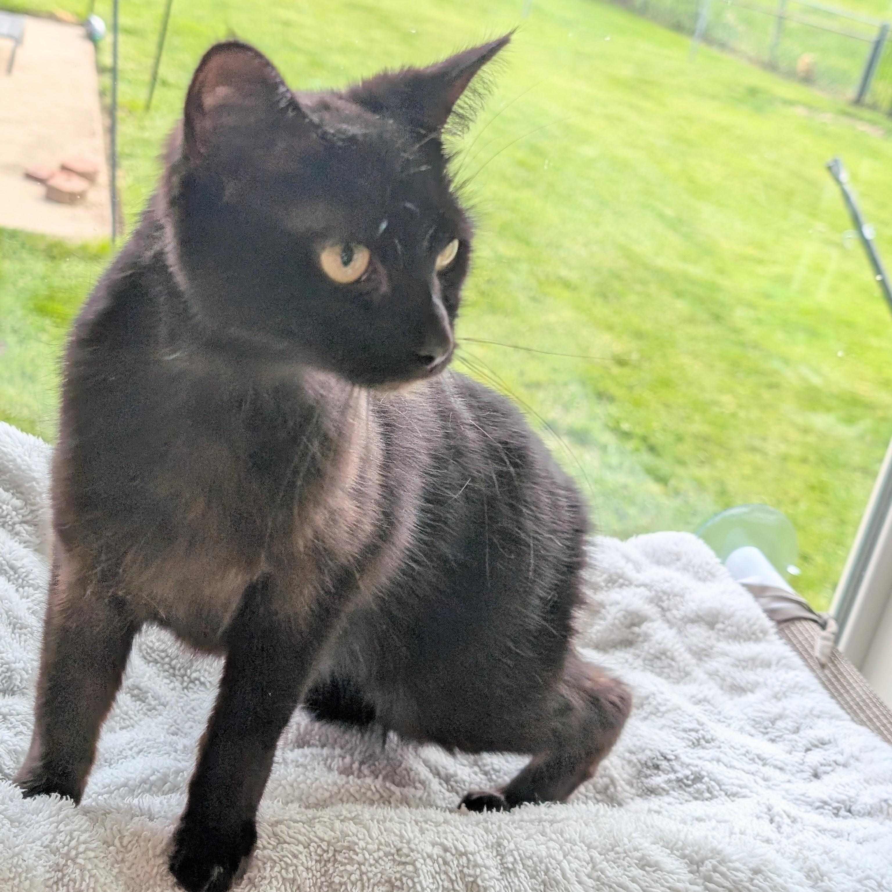 Spirit, a ADOPTABLE Domestic Short Hair in Quincy, OH image 5/6