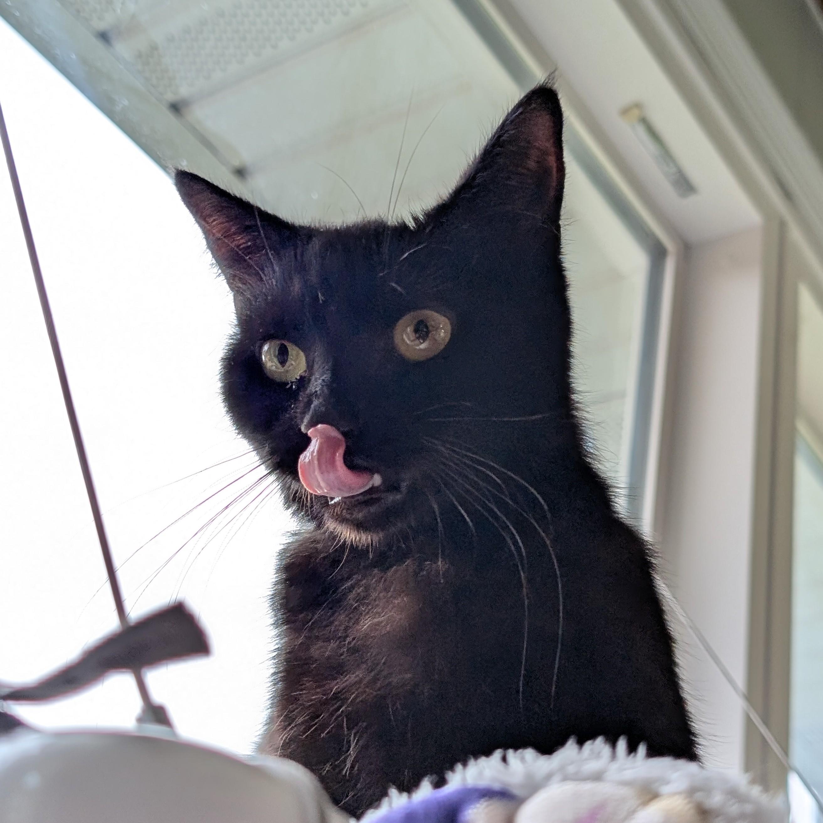 Spirit, a ADOPTABLE Domestic Short Hair in Quincy, OH image 2/6
