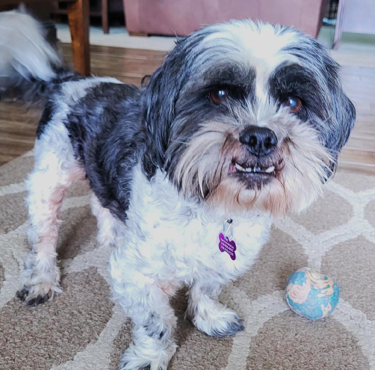 Joey, Senior Male Shih Tzu