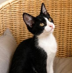 Enlarge Cleo, a Adoptable mixed breed in Champaign, IL image 1/6