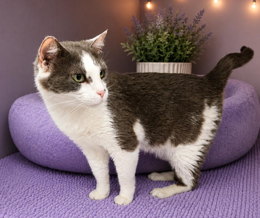 Granite, an adopted Domestic Short Hair in Greensburg, PA image 5/6