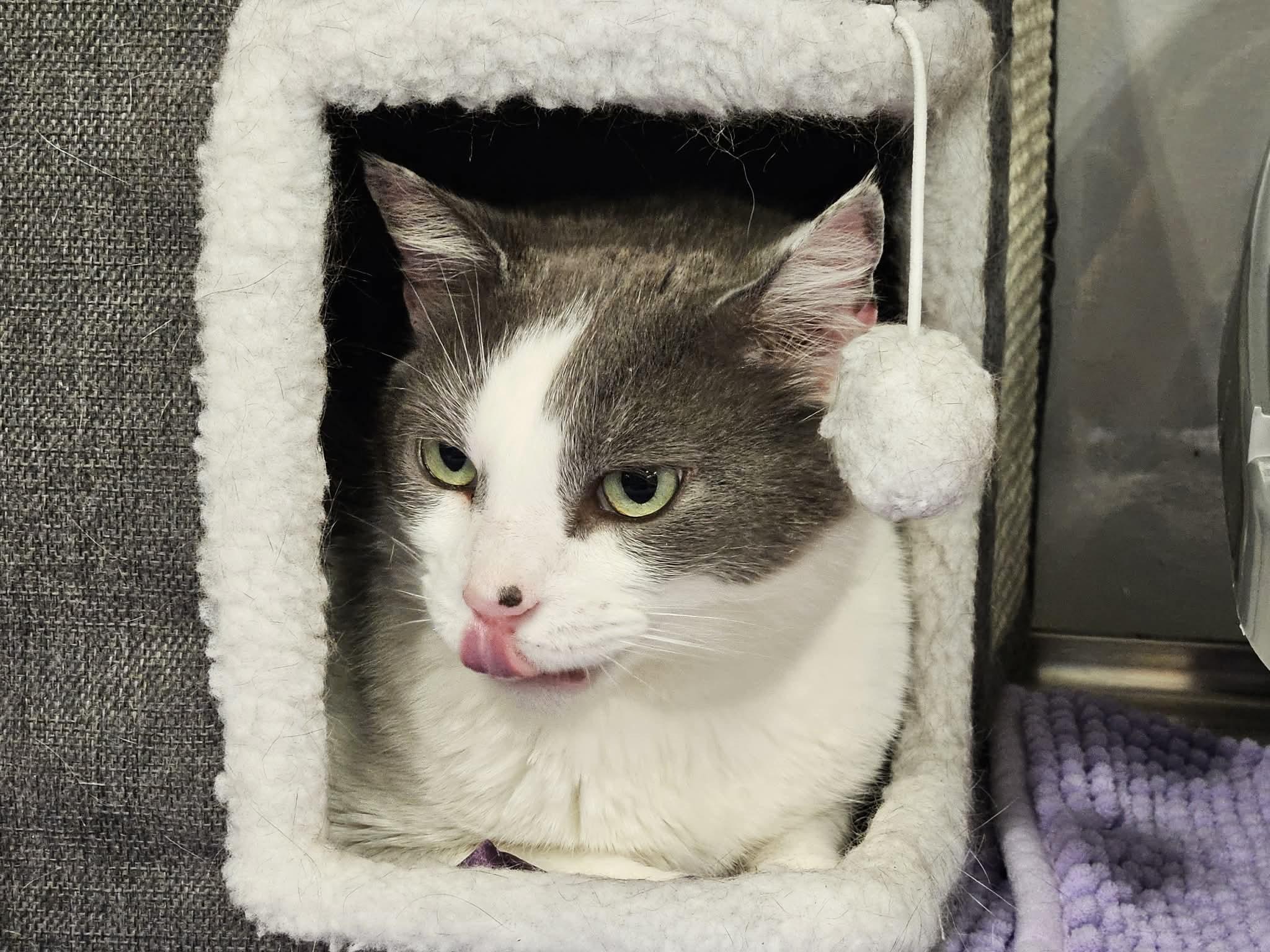 Granite, an adopted Domestic Short Hair in Greensburg, PA image 4/6
