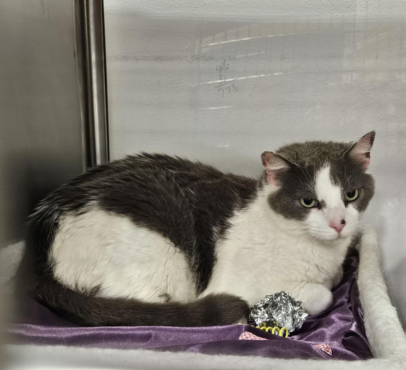 Granite, an adopted Domestic Short Hair in Greensburg, PA image 2/6
