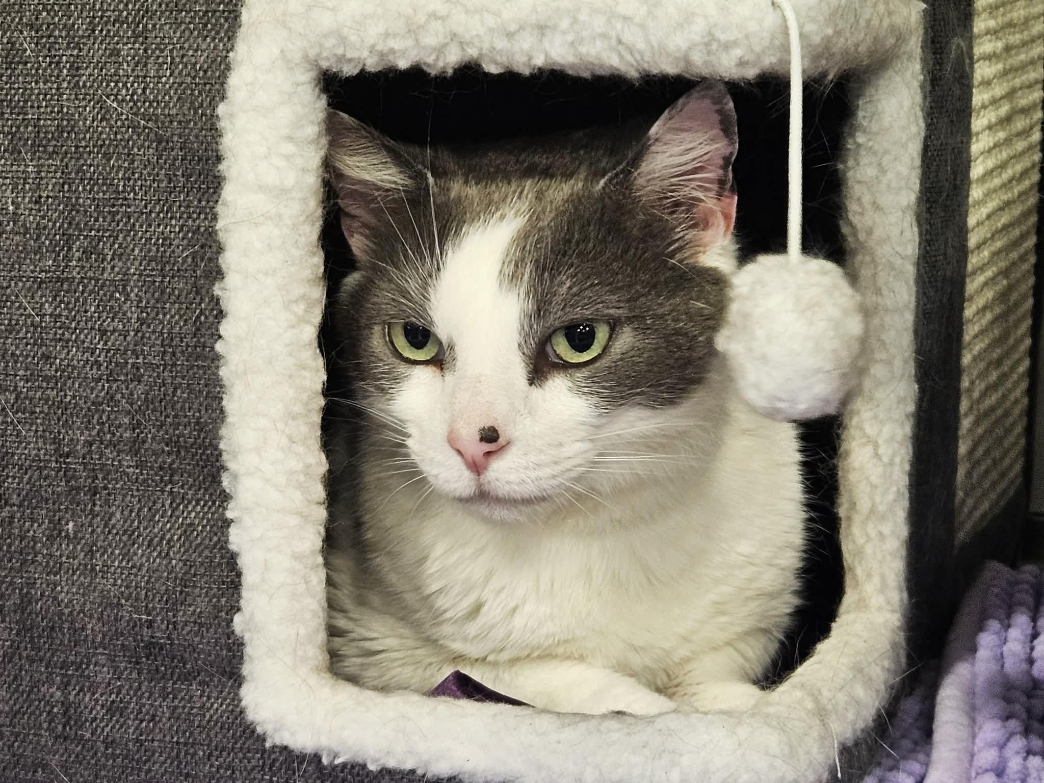 Granite, an adopted Domestic Short Hair in Greensburg, PA image 3/6