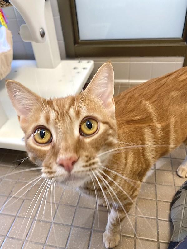 Pumpkin, a ADOPTABLE Domestic Short Hair in Truckee, CA image 4/6