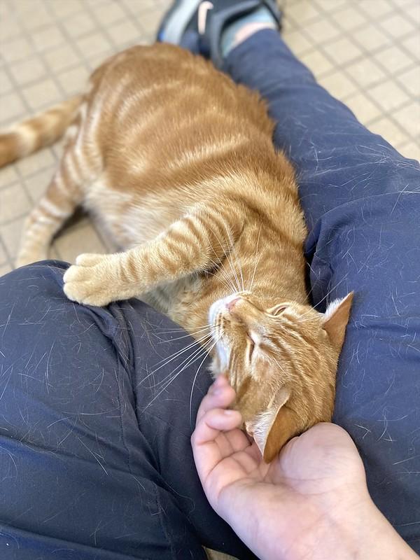 Pumpkin, a ADOPTABLE Domestic Short Hair in Truckee, CA image 2/6
