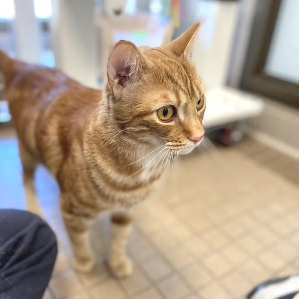 Pumpkin, a ADOPTABLE Domestic Short Hair in Truckee, CA image 5/6