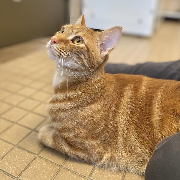 Pumpkin, ADOPTABLE, Young Male Domestic Short Hair.