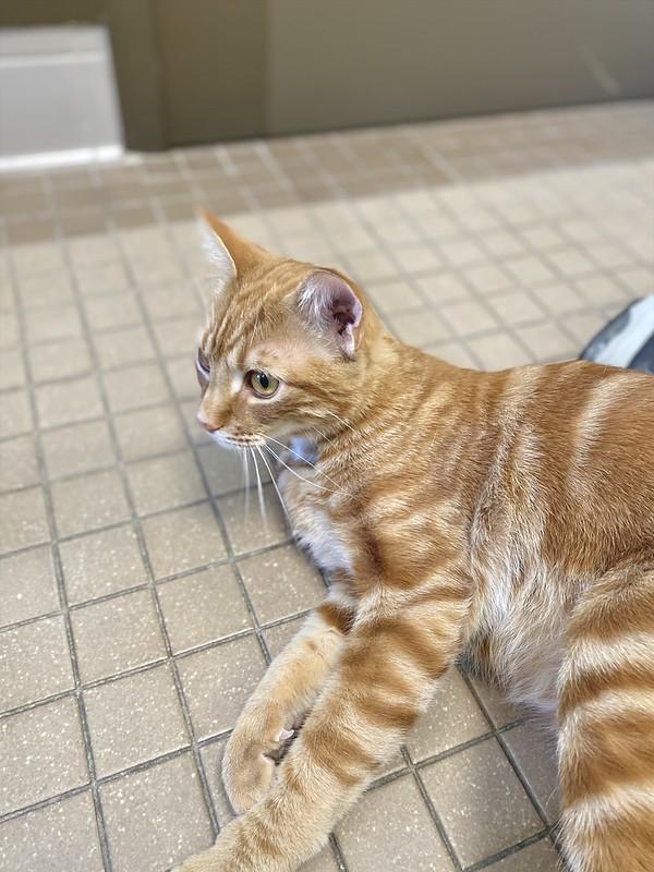 Pumpkin, a ADOPTABLE Domestic Short Hair in Truckee, CA image 3/6