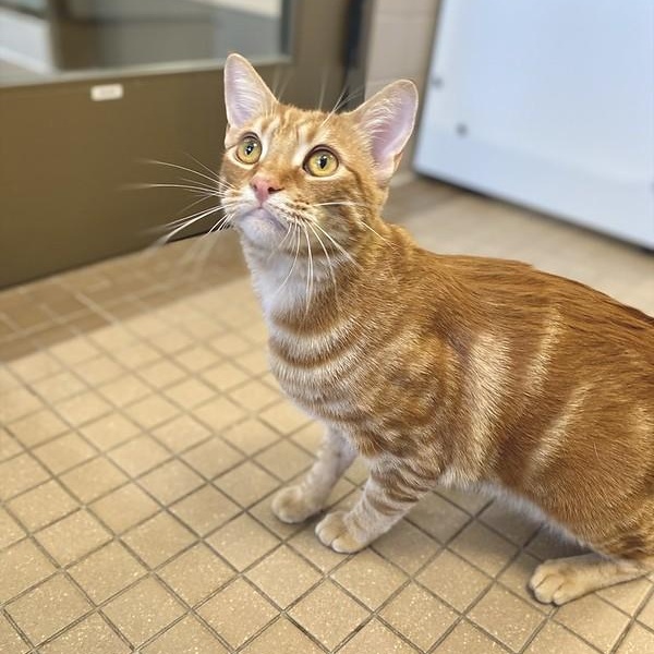 Pumpkin, a ADOPTABLE Domestic Short Hair in Truckee, CA image 6/6