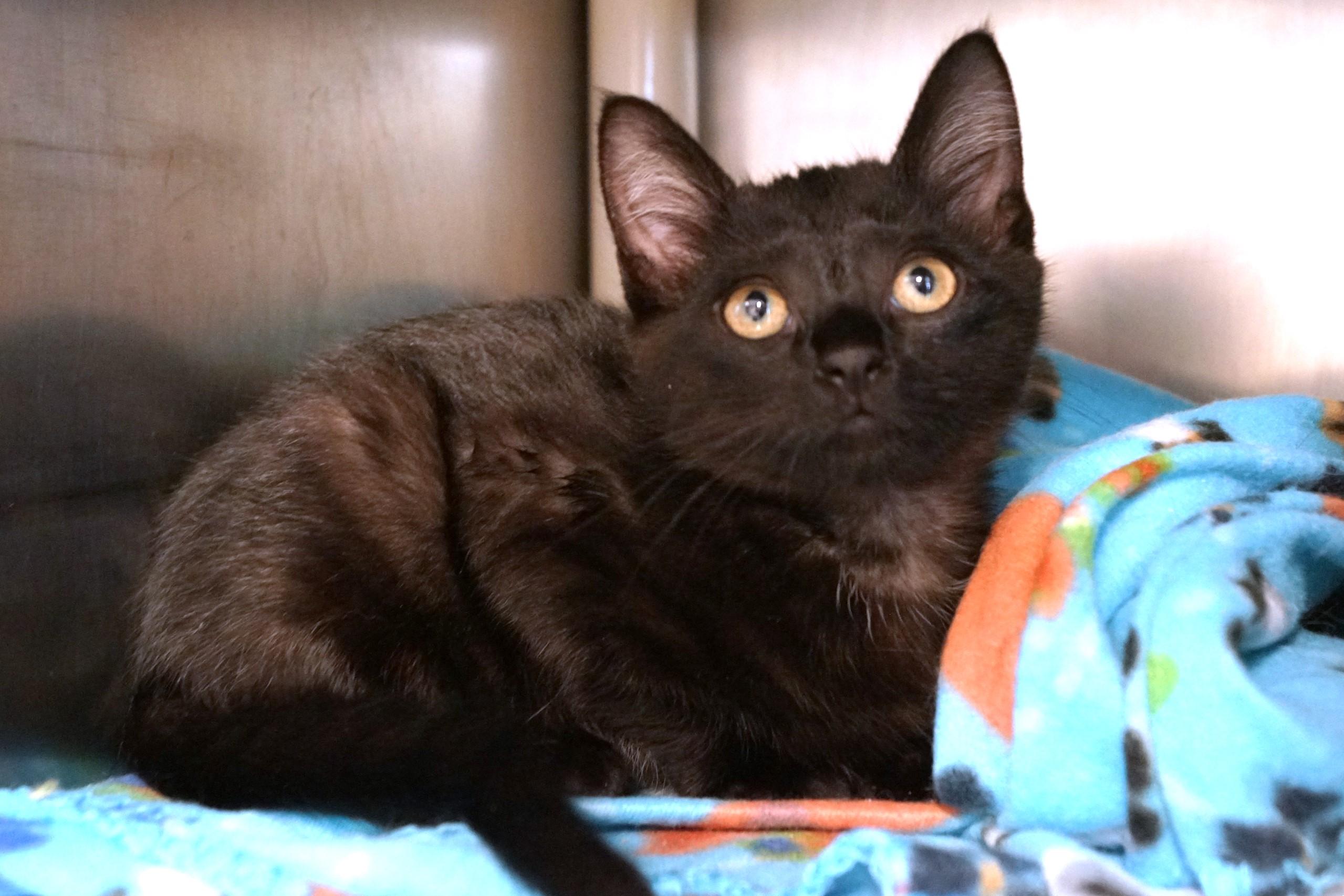 Kitten 25-9 A