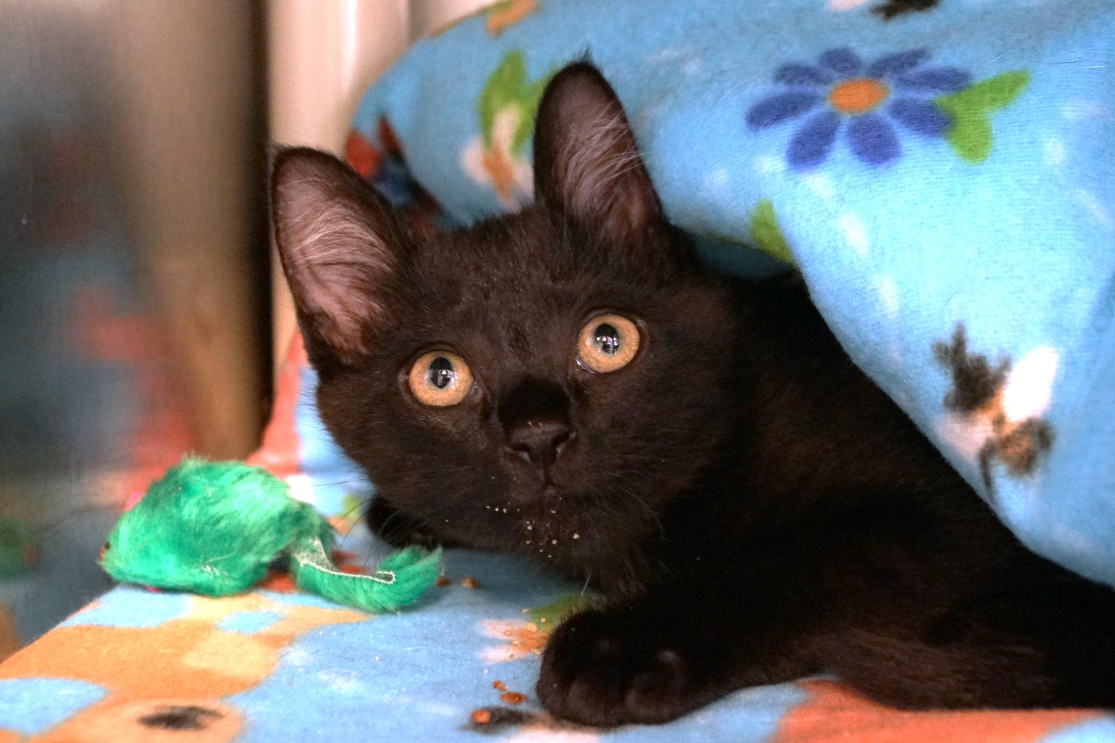 Kitten 25-9 A photo 6