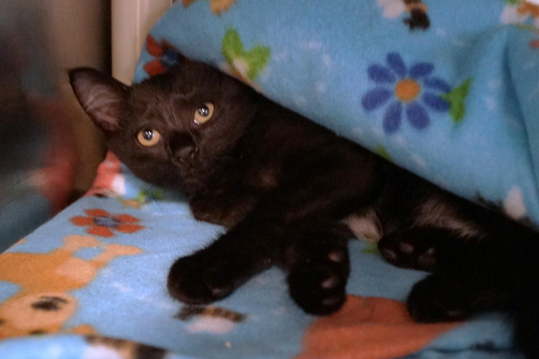 Kitten 25-9 A