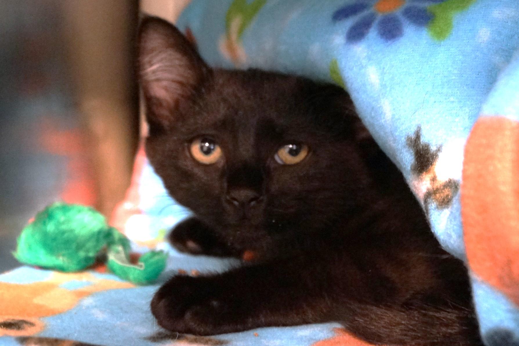 Kitten 25-9 A