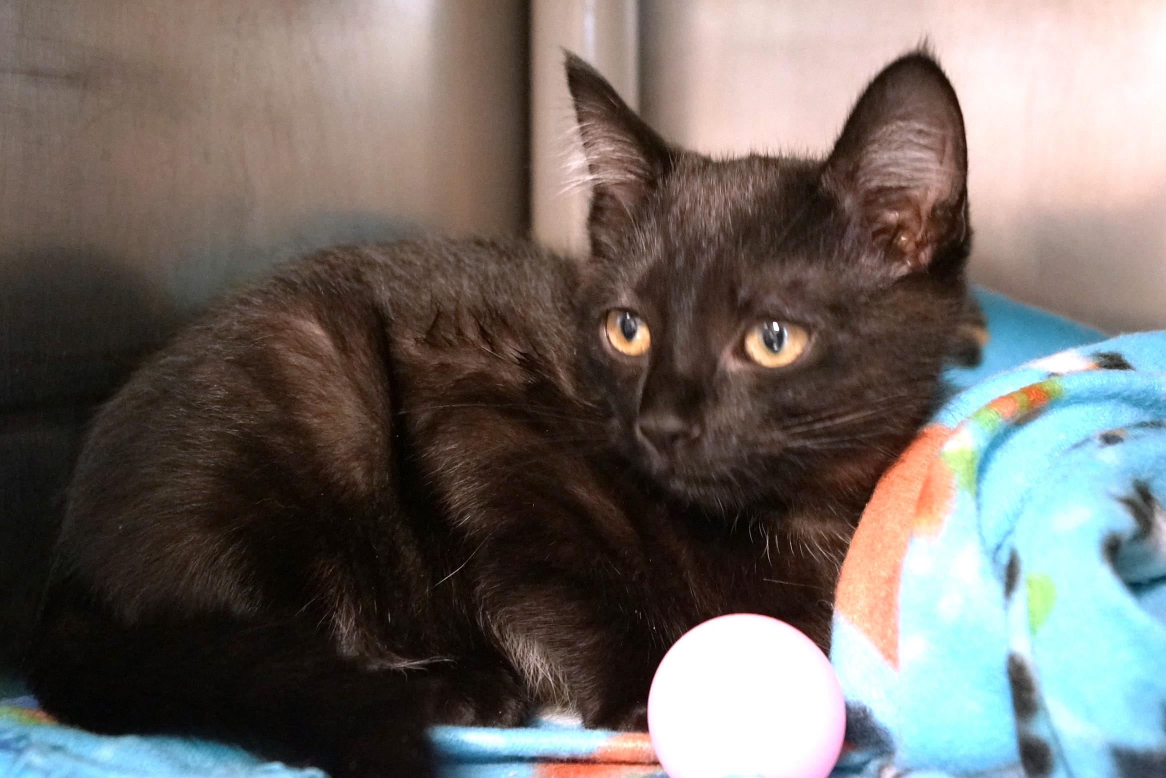 Kitten 25-9 A