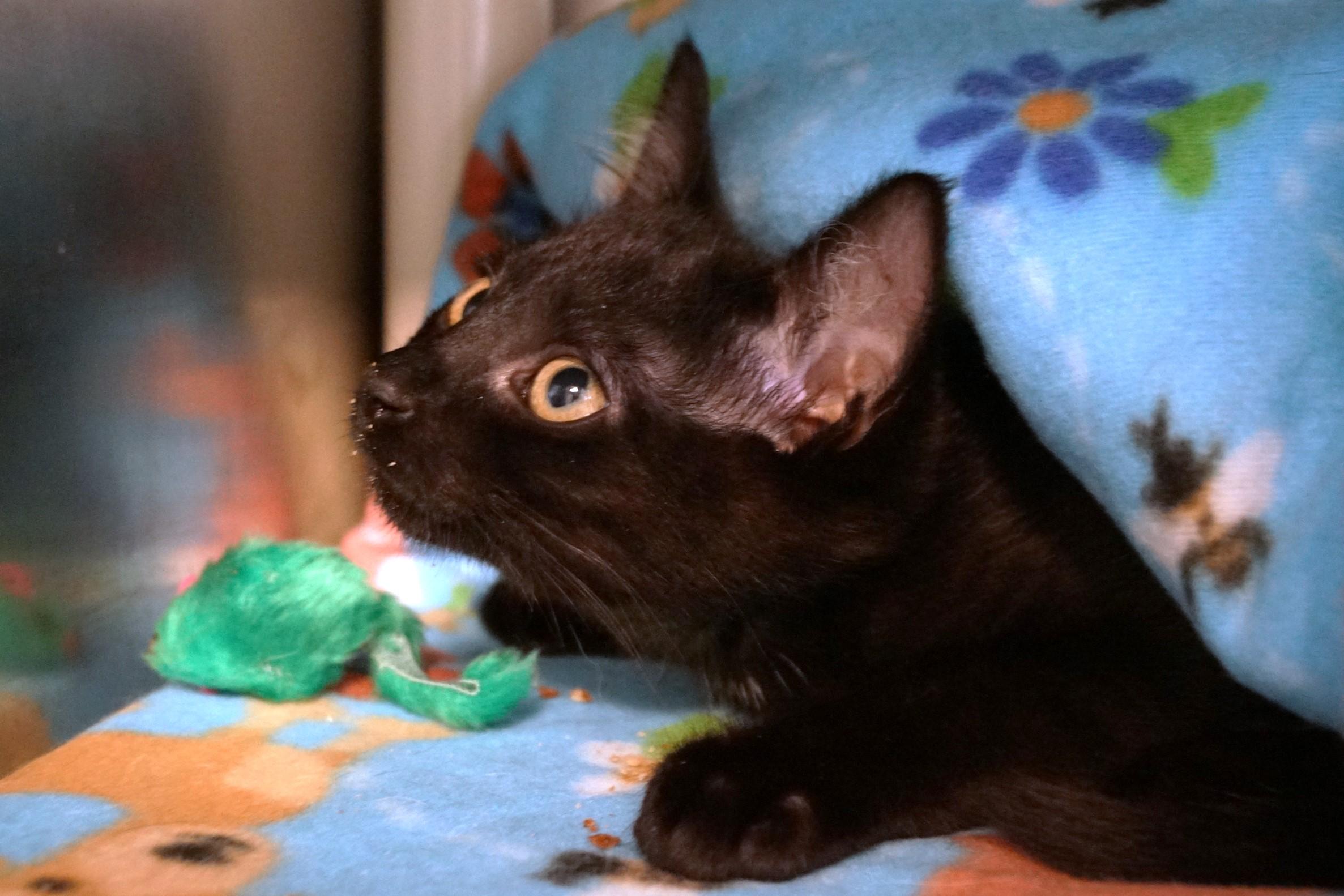 Kitten 25-9 A