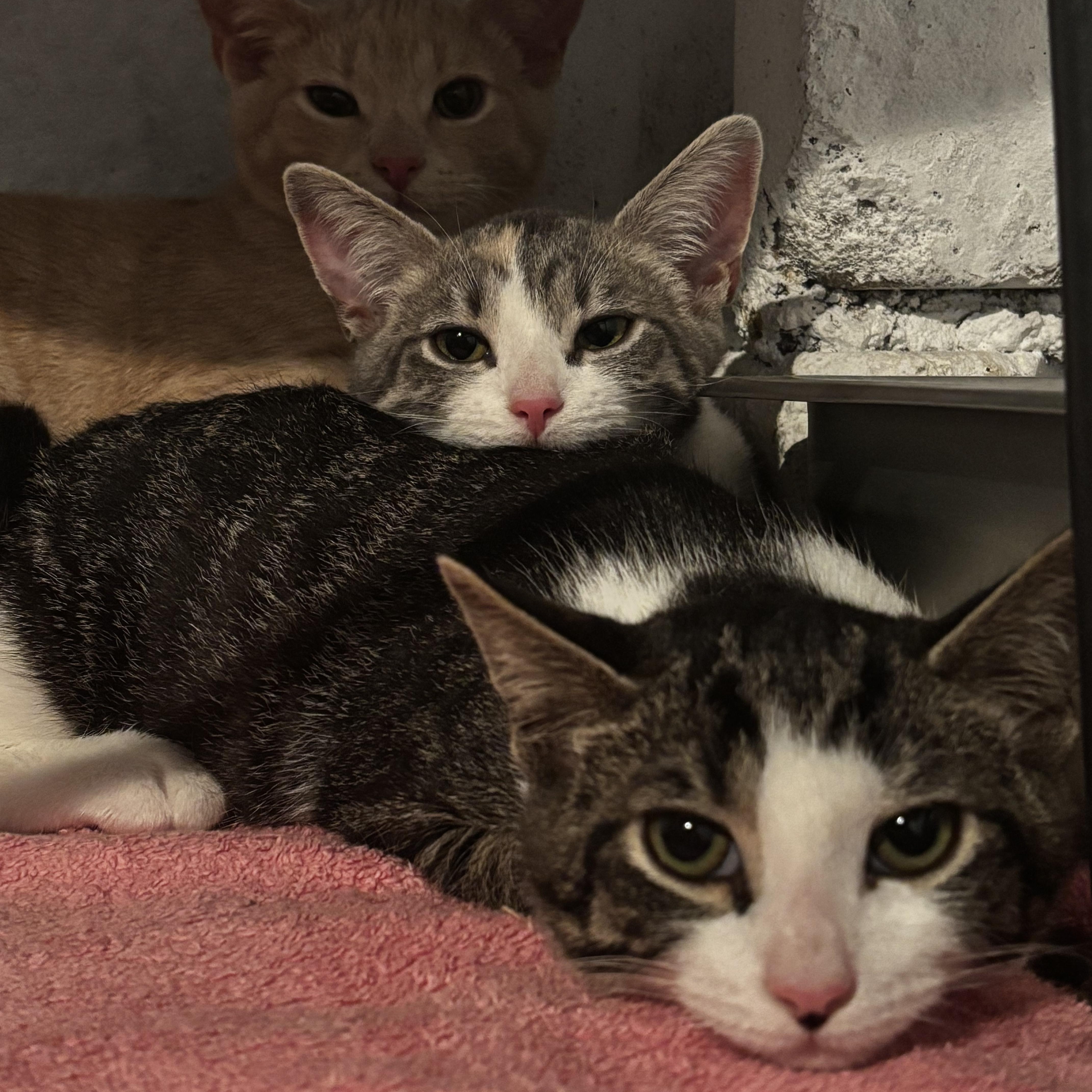VICTORIA, Adoptable, Kitten Female Domestic Short Hair.