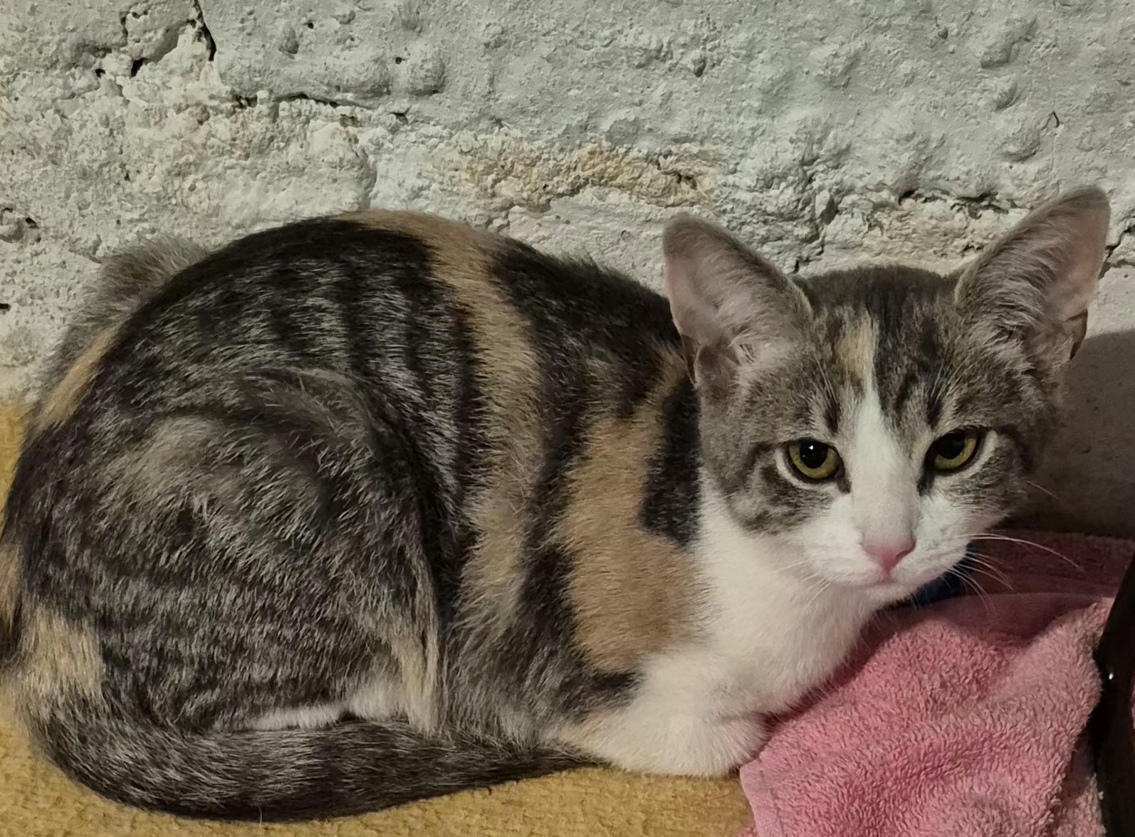 Enlarge VICTORIA, a Adoptable Domestic Short Hair in Pittsburgh, PA image 2/3