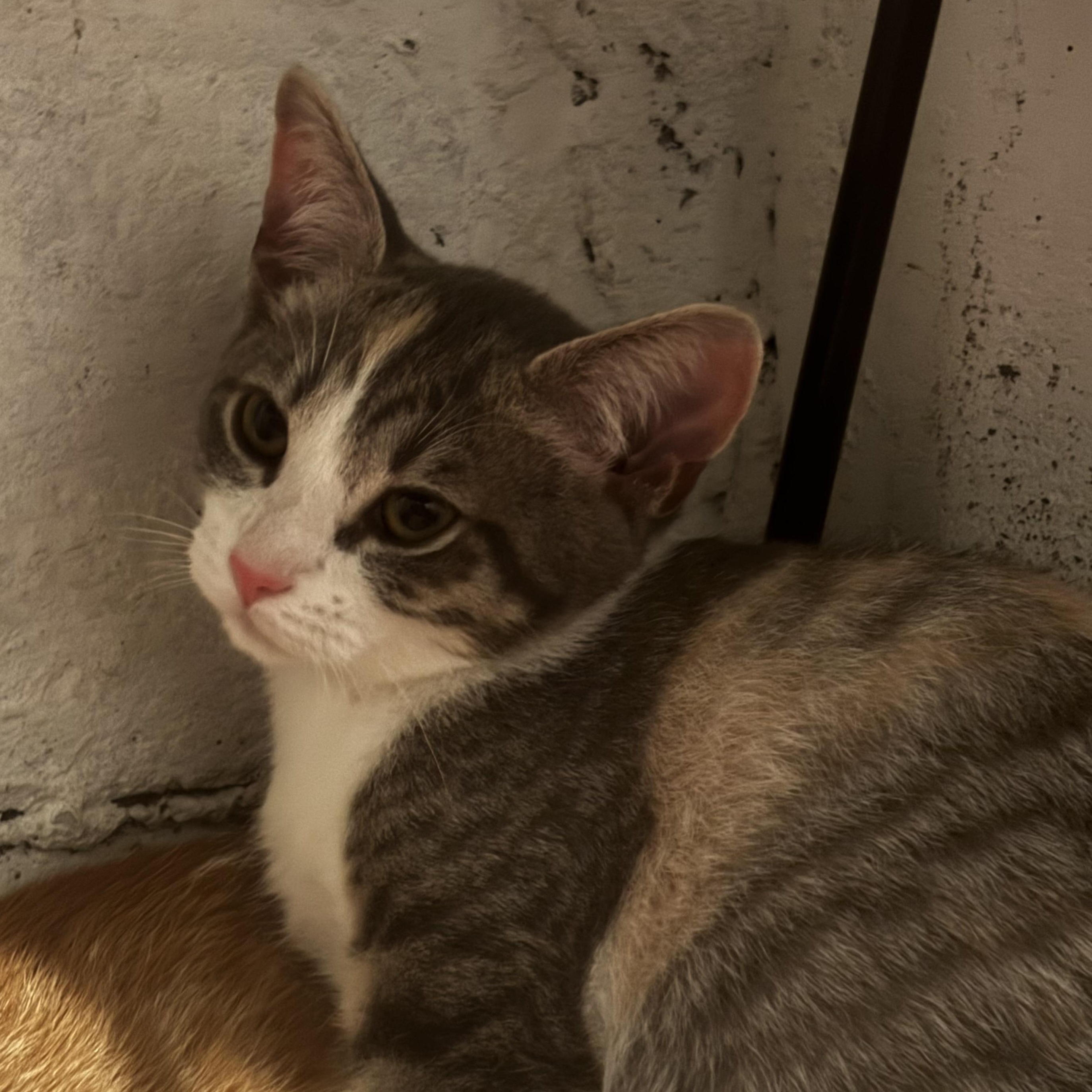 Enlarge VICTORIA, a Adoptable Domestic Short Hair in Pittsburgh, PA image 3/3
