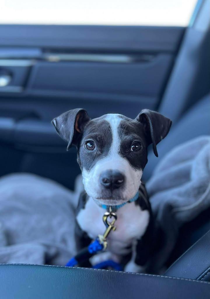 Benny, Adoptable, Puppy Male Mixed Breed.