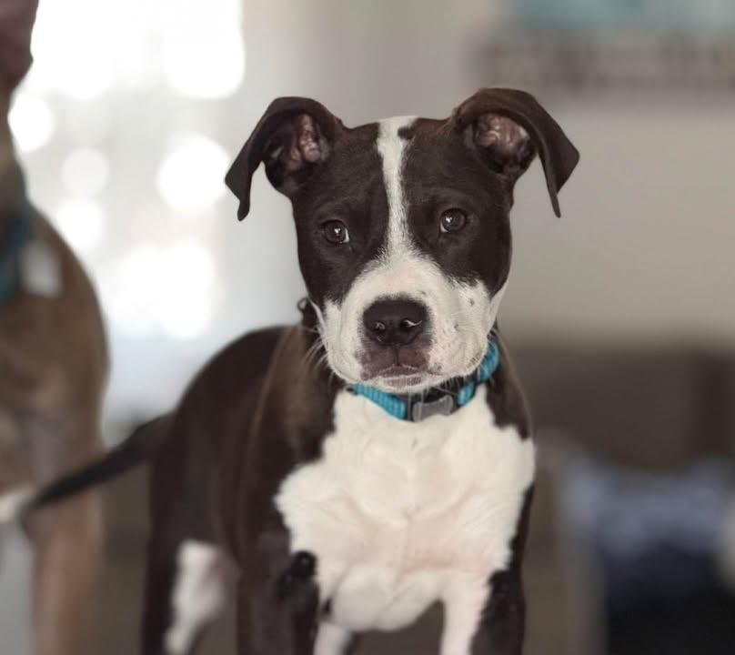 Enlarge Benny, a Adoptable Mixed Breed in Crocker, MO image 3/6