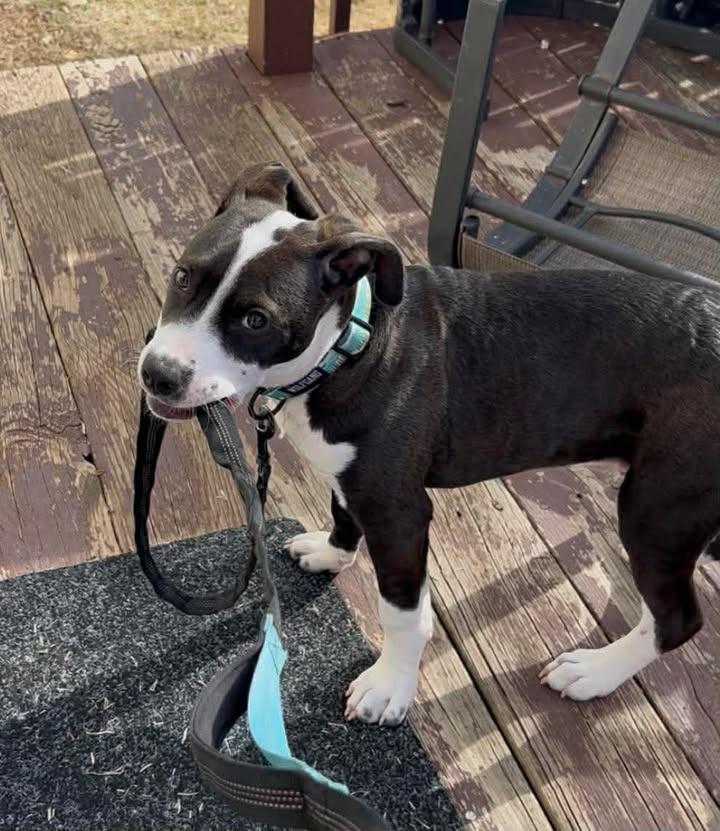 Enlarge Benny, a Adoptable Mixed Breed in Crocker, MO image 4/6