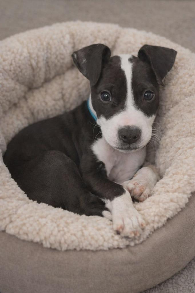Enlarge Benny, a Adoptable Mixed Breed in Crocker, MO image 6/6
