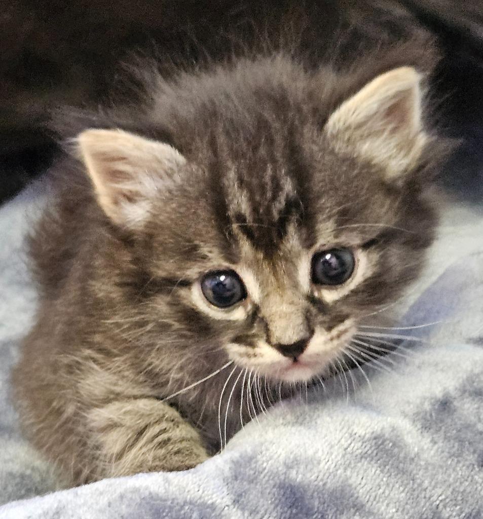 Cobbler, Adopted, Young Female Domestic Medium Hair.