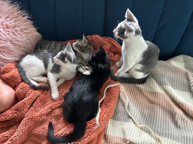 Enlarge Tabby, a Adopted Tabby in Nashville, TN image 2/4