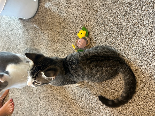 Enlarge Tabby, a Adopted Tabby in Nashville, TN image 3/4