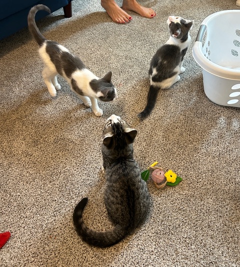 Enlarge Tabby, a Adopted Tabby in Nashville, TN image 4/4