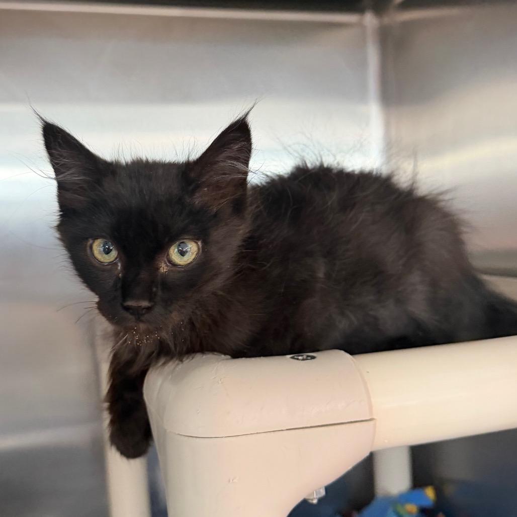 Enlarge Oriole, a Adoptable Domestic Short Hair in Spanish Fork, UT image 1/2